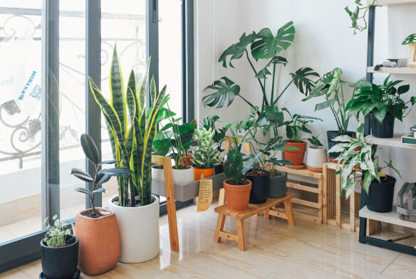 plants-store-blog-featured-img-1