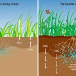 Carbon Farming - Fibershed